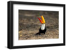 Brazil, Mato Grosso, the Pantanal. Toco Toucan Feeding on Insects-Ellen Goff-Framed Photographic Print