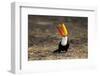 Brazil, Mato Grosso, the Pantanal. Toco Toucan Feeding on Insects-Ellen Goff-Framed Photographic Print