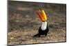 Brazil, Mato Grosso, the Pantanal. Toco Toucan Feeding on Insects-Ellen Goff-Mounted Photographic Print