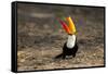 Brazil, Mato Grosso, the Pantanal. Toco Toucan Feeding on Insects-Ellen Goff-Framed Stretched Canvas