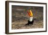 Brazil, Mato Grosso, the Pantanal. Toco Toucan Feeding on Insects-Ellen Goff-Framed Photographic Print