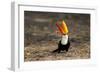 Brazil, Mato Grosso, the Pantanal. Toco Toucan Feeding on Insects-Ellen Goff-Framed Photographic Print