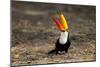 Brazil, Mato Grosso, the Pantanal. Toco Toucan Feeding on Insects-Ellen Goff-Mounted Photographic Print