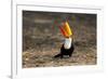 Brazil, Mato Grosso, the Pantanal. Toco Toucan Feeding on Insects-Ellen Goff-Framed Photographic Print