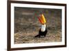 Brazil, Mato Grosso, the Pantanal. Toco Toucan Feeding on Insects-Ellen Goff-Framed Photographic Print