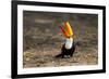 Brazil, Mato Grosso, the Pantanal. Toco Toucan Feeding on Insects-Ellen Goff-Framed Photographic Print