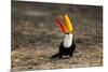 Brazil, Mato Grosso, the Pantanal. Toco Toucan Feeding on Insects-Ellen Goff-Mounted Photographic Print