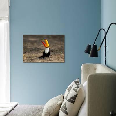 Toco Toucan Mato Groso, Brasil available as Framed Prints, Photos, Wall Art  and Photo Gifts