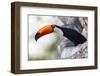 Brazil, Mato Grosso, the Pantanal, Toco Toucan on a Tree Limb-Ellen Goff-Framed Photographic Print