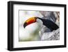 Brazil, Mato Grosso, the Pantanal, Toco Toucan on a Tree Limb-Ellen Goff-Framed Photographic Print