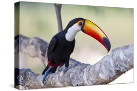 Brazil, Mato Grosso, the Pantanal. Toco Toucan on a Tree Limb-Ellen Goff-Stretched Canvas