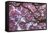 Brazil, Mato Grosso, the Pantanal. Trunks and Blossoms Inside the Pink Ipe Tree in Bloom-Ellen Goff-Framed Stretched Canvas