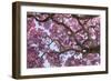 Brazil, Mato Grosso, the Pantanal. Trunks and Blossoms Inside the Pink Ipe Tree in Bloom-Ellen Goff-Framed Photographic Print