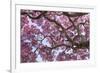 Brazil, Mato Grosso, the Pantanal. Trunks and Blossoms Inside the Pink Ipe Tree in Bloom-Ellen Goff-Framed Photographic Print