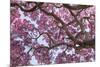 Brazil, Mato Grosso, the Pantanal. Trunks and Blossoms Inside the Pink Ipe Tree in Bloom-Ellen Goff-Mounted Photographic Print