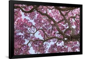 Brazil, Mato Grosso, the Pantanal. Trunks and Blossoms Inside the Pink Ipe Tree in Bloom-Ellen Goff-Framed Photographic Print