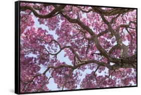 Brazil, Mato Grosso, the Pantanal. Trunks and Blossoms Inside the Pink Ipe Tree in Bloom-Ellen Goff-Framed Stretched Canvas