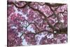 Brazil, Mato Grosso, the Pantanal. Trunks and Blossoms Inside the Pink Ipe Tree in Bloom-Ellen Goff-Stretched Canvas