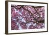 Brazil, Mato Grosso, the Pantanal. Trunks and Blossoms Inside the Pink Ipe Tree in Bloom-Ellen Goff-Framed Photographic Print