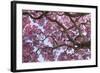 Brazil, Mato Grosso, the Pantanal. Trunks and Blossoms Inside the Pink Ipe Tree in Bloom-Ellen Goff-Framed Photographic Print