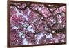 Brazil, Mato Grosso, the Pantanal. Trunks and Blossoms Inside the Pink Ipe Tree in Bloom-Ellen Goff-Framed Photographic Print