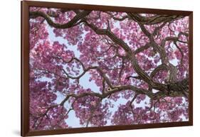 Brazil, Mato Grosso, the Pantanal. Trunks and Blossoms Inside the Pink Ipe Tree in Bloom-Ellen Goff-Framed Photographic Print