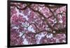 Brazil, Mato Grosso, the Pantanal. Trunks and Blossoms Inside the Pink Ipe Tree in Bloom-Ellen Goff-Framed Photographic Print