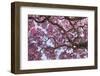 Brazil, Mato Grosso, the Pantanal. Trunks and Blossoms Inside the Pink Ipe Tree in Bloom-Ellen Goff-Framed Photographic Print