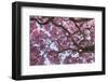 Brazil, Mato Grosso, the Pantanal. Trunks and Blossoms Inside the Pink Ipe Tree in Bloom-Ellen Goff-Framed Photographic Print