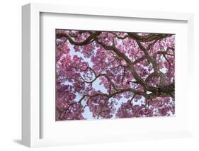 Brazil, Mato Grosso, the Pantanal. Trunks and Blossoms Inside the Pink Ipe Tree in Bloom-Ellen Goff-Framed Photographic Print