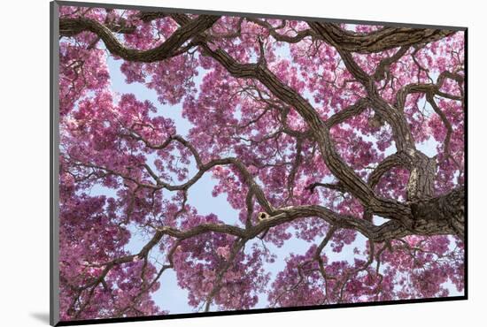 Brazil, Mato Grosso, the Pantanal. Trunks and Blossoms Inside the Pink Ipe Tree in Bloom-Ellen Goff-Mounted Photographic Print