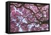 Brazil, Mato Grosso, the Pantanal. Trunks and Blossoms Inside the Pink Ipe Tree in Bloom-Ellen Goff-Framed Stretched Canvas