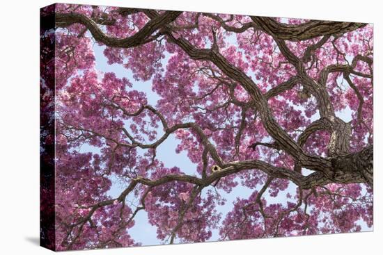 Brazil, Mato Grosso, the Pantanal. Trunks and Blossoms Inside the Pink Ipe Tree in Bloom-Ellen Goff-Stretched Canvas