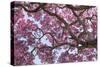 Brazil, Mato Grosso, the Pantanal. Trunks and Blossoms Inside the Pink Ipe Tree in Bloom-Ellen Goff-Stretched Canvas