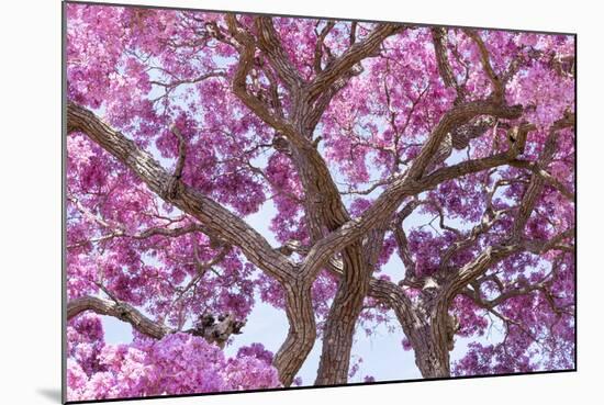 Brazil, Mato Grosso, the Pantanal. Trunks and Blossoms Inside the Pink Ipe Tree in Bloom-Ellen Goff-Mounted Photographic Print