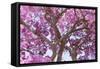 Brazil, Mato Grosso, the Pantanal. Trunks and Blossoms Inside the Pink Ipe Tree in Bloom-Ellen Goff-Framed Stretched Canvas