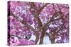 Brazil, Mato Grosso, the Pantanal. Trunks and Blossoms Inside the Pink Ipe Tree in Bloom-Ellen Goff-Stretched Canvas