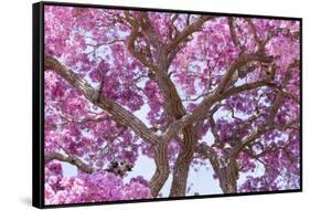 Brazil, Mato Grosso, the Pantanal. Trunks and Blossoms Inside the Pink Ipe Tree in Bloom-Ellen Goff-Framed Stretched Canvas