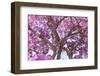 Brazil, Mato Grosso, the Pantanal. Trunks and Blossoms Inside the Pink Ipe Tree in Bloom-Ellen Goff-Framed Photographic Print