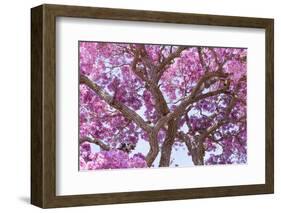 Brazil, Mato Grosso, the Pantanal. Trunks and Blossoms Inside the Pink Ipe Tree in Bloom-Ellen Goff-Framed Photographic Print