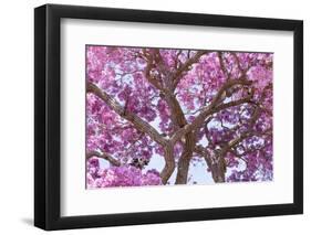 Brazil, Mato Grosso, the Pantanal. Trunks and Blossoms Inside the Pink Ipe Tree in Bloom-Ellen Goff-Framed Photographic Print