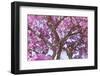 Brazil, Mato Grosso, the Pantanal. Trunks and Blossoms Inside the Pink Ipe Tree in Bloom-Ellen Goff-Framed Photographic Print