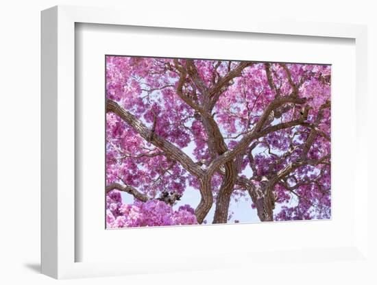 Brazil, Mato Grosso, the Pantanal. Trunks and Blossoms Inside the Pink Ipe Tree in Bloom-Ellen Goff-Framed Photographic Print