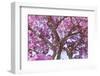 Brazil, Mato Grosso, the Pantanal. Trunks and Blossoms Inside the Pink Ipe Tree in Bloom-Ellen Goff-Framed Photographic Print