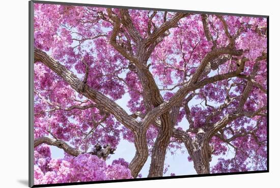 Brazil, Mato Grosso, the Pantanal. Trunks and Blossoms Inside the Pink Ipe Tree in Bloom-Ellen Goff-Mounted Photographic Print