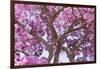 Brazil, Mato Grosso, the Pantanal. Trunks and Blossoms Inside the Pink Ipe Tree in Bloom-Ellen Goff-Framed Premium Photographic Print