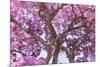 Brazil, Mato Grosso, the Pantanal. Trunks and Blossoms Inside the Pink Ipe Tree in Bloom-Ellen Goff-Mounted Premium Photographic Print