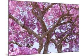 Brazil, Mato Grosso, the Pantanal. Trunks and Blossoms Inside the Pink Ipe Tree in Bloom-Ellen Goff-Mounted Premium Photographic Print