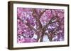 Brazil, Mato Grosso, the Pantanal. Trunks and Blossoms Inside the Pink Ipe Tree in Bloom-Ellen Goff-Framed Photographic Print