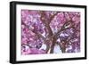 Brazil, Mato Grosso, the Pantanal. Trunks and Blossoms Inside the Pink Ipe Tree in Bloom-Ellen Goff-Framed Photographic Print